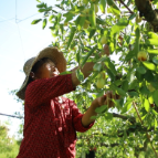 枣市镇：硕果累累枣飘香  “甜蜜”产业采摘忙