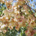 秋分至 栾树花开“点亮”金秋