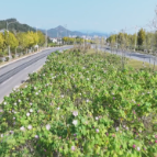 秋日赏花正当时 木芙蓉芳华正艳