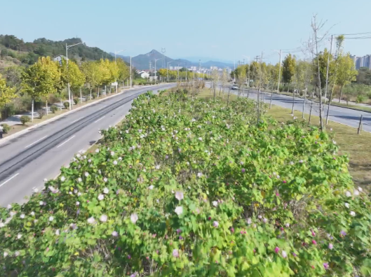 秋日赏花正当时 木芙蓉芳华正艳
