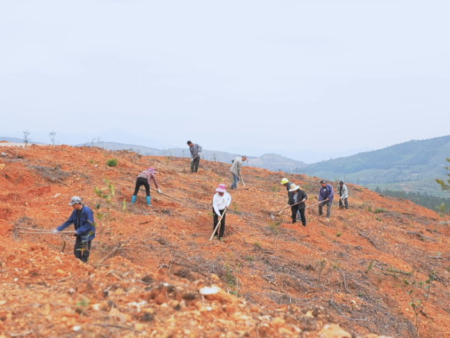 实干攻坚赋能 茶陵产业发展提质提速