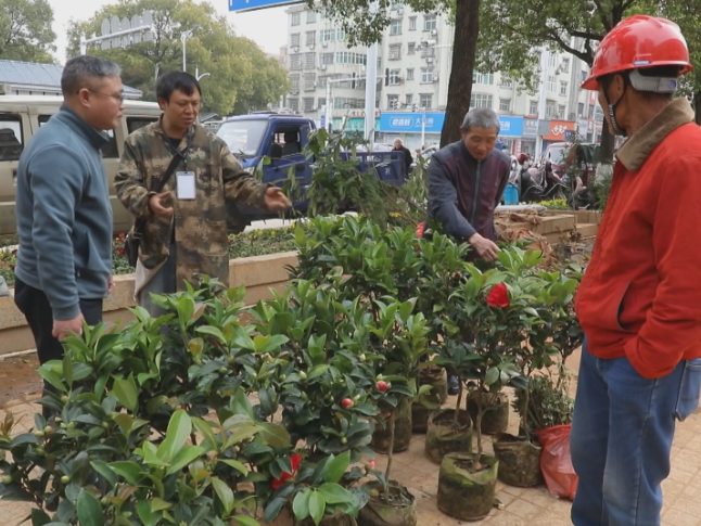 春种好时节 苗木销售旺