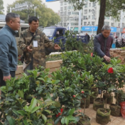 春种好时节 苗木销售旺