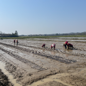 茶陵：气象精准服务 护航早稻播种育秧