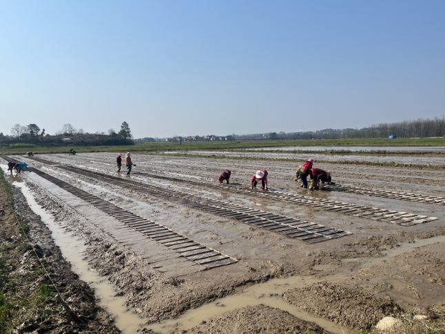 茶陵：气象精准服务 护航早稻播种育秧