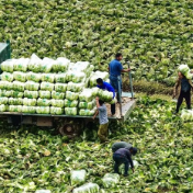 湖南省委一号文件发布，“洞庭粮仓”为何被“置顶”