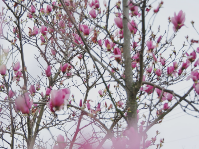 雨后玉兰盈盈立 莫负春日好时光