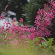 万木争春茶乡处 满园红霞檵木开