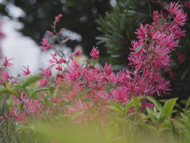 万木争春茶乡处 满园红霞檵木开