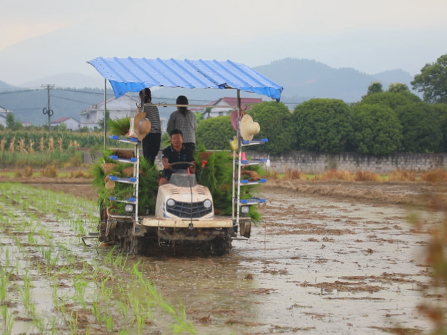 抢抓农时 科技赋能 全县17.46万亩早稻插秧全面铺开