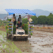 抢抓农时 科技赋能 全县17.46万亩早稻插秧全面铺开