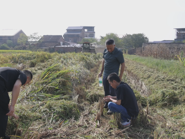 茶陵县开展水稻机收减损现场演示活动