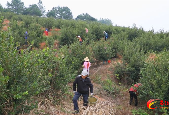 腰潞镇珍武村：万亩油茶喜丰收