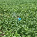 腰潞镇芙冲村：千亩烟叶 管护正当时 