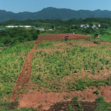 茶陵：白芷飘香地生“金”（图）