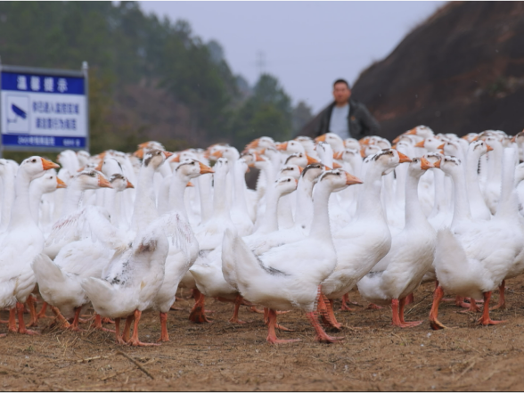 【画卷·乡村振兴】茶陵：以“订单农业”为抓手 推动乡村产业多元发展
