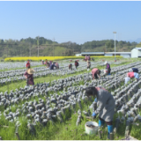 思聪街道：木耳采收正当时 菌香四溢助增收