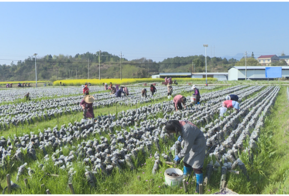 思聪街道：木耳采收正当时 菌香四溢助增收