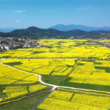 秩堂镇：万亩油菜花开迎客来