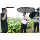 杨红兵到枣市镇调研
