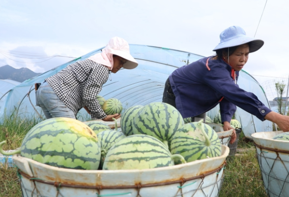 【画卷•乡村振兴】“美都”西瓜迎丰收 开启夏日甜蜜盛宴