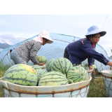 “美都”西瓜迎丰收 开启夏日甜蜜盛宴