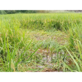 野猪扰田莫心慌，保险理赔来护航