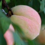 国庆桃熟了！茶陵桃农献 “寿桃” 日子甜如蜜