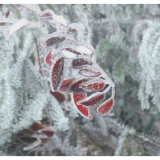茶陵县迎低温雨雪冰冻天气  注意防范！