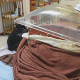 大寒时节三九灸 传统疗法护健康