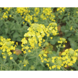 春风送暖百花香 油菜花开“金”艳绽放