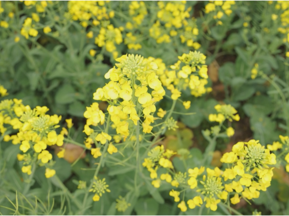 春风送暖百花香 油菜花开“金”艳绽放