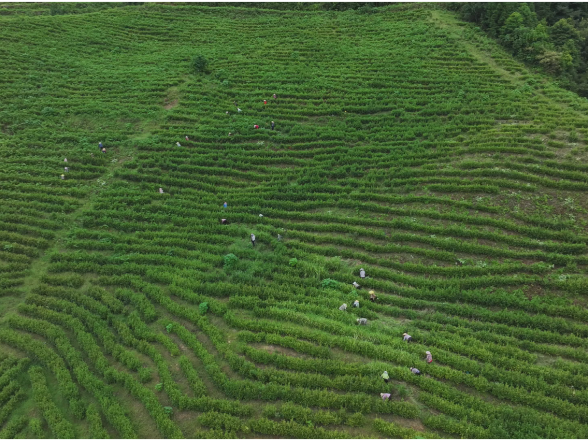 “智”造茶香：茶陵万亩茶园装上“数字大脑”