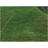 “智”造茶香：茶陵万亩茶园装上“数字大脑”
