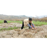思聪街道：赤松茸喜获丰收  特色产业助农增收