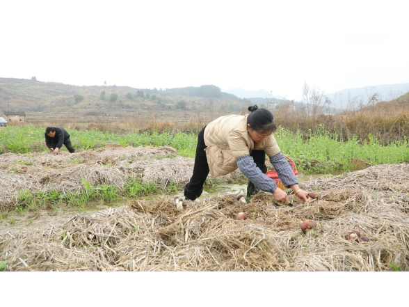 思聪街道：赤松茸喜获丰收  特色产业助农增收