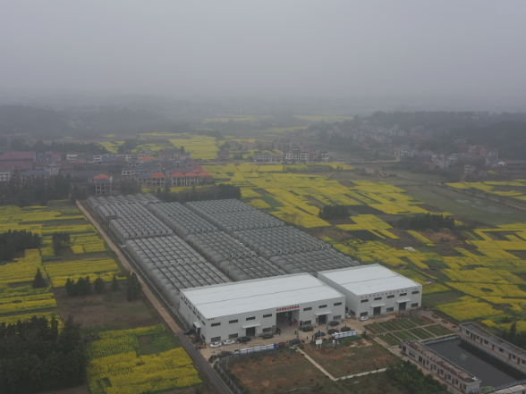 【答卷•产业提效】从“会”种田到“慧”种田 茶陵智能育秧跑出“加速度”