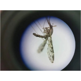 这种病已在我国本土消除，但每年都有境外输入！一文了解“元凶”