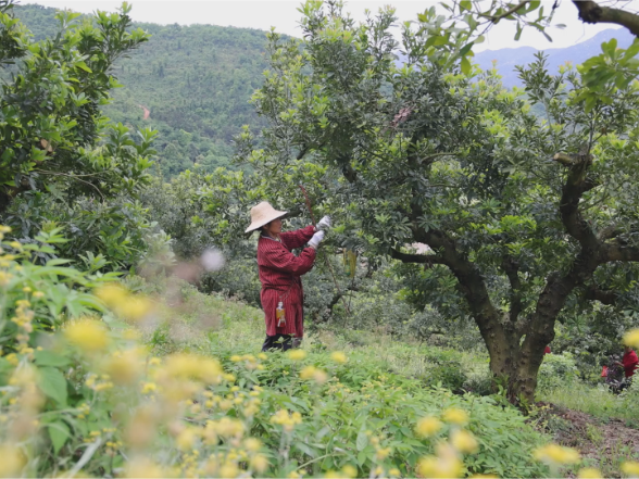 三和农业：抢抓杨梅管护关键期 精耕细作盼丰收