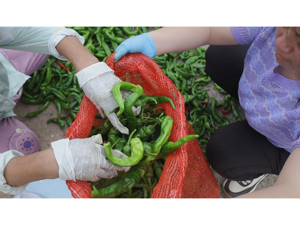 文江村：“三椒”齐种 辣出致富路