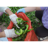 文江村：“三椒”齐种 辣出致富路