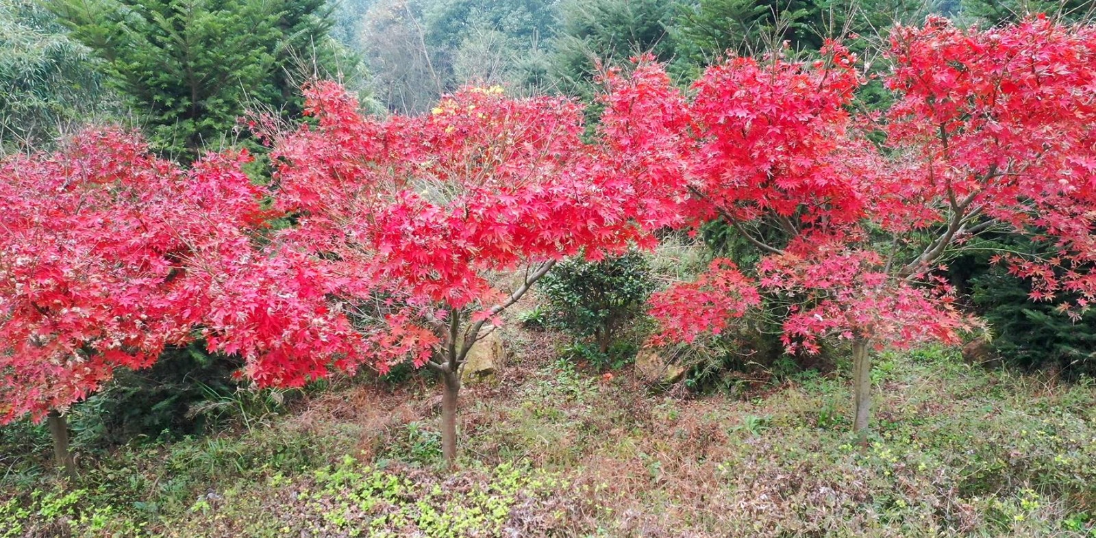 微信图片_20201209163544.jpg