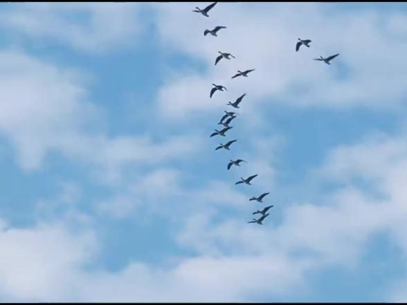 保护鸟类久久为功，锦绣潇湘美美与共