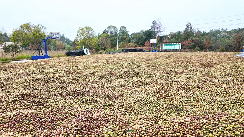 茶油_副本.jpg 茶油_副本.jpg