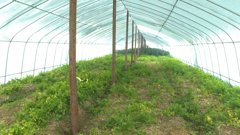 大棚_副本.jpg 大棚_副本.jpg