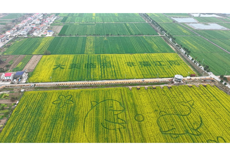 江南镇将于3月中旬举办第七届油菜花节