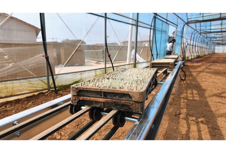 黄盖镇：机械化育秧提速 绘就春耕好丰景