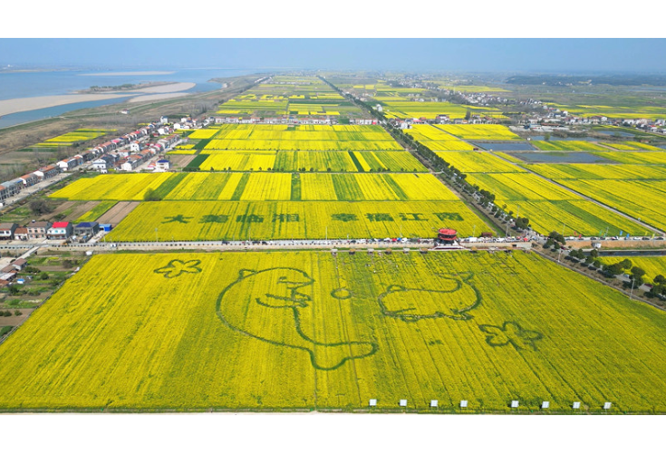 江南镇：万亩油菜花海点燃春日“美丽经济”