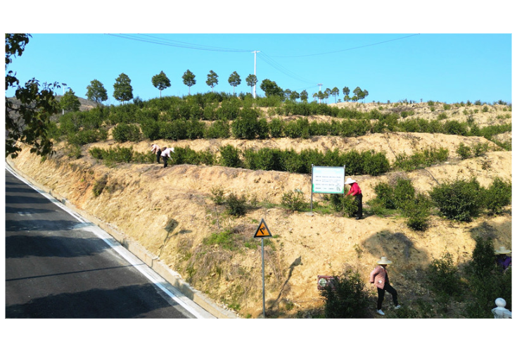 桃林镇苎麻社区：明前茶香漫山野  抢“鲜”加工赶春光