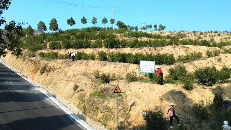 桃_副本.jpg 桃_副本.jpg